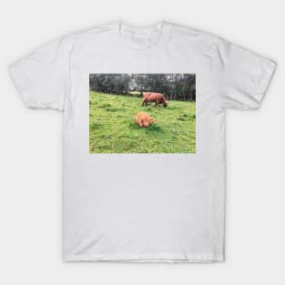 Scottish Highland Cattle Calf 1822 T-Shirt